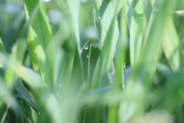 Spring dew in nature