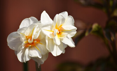 white spring flowers