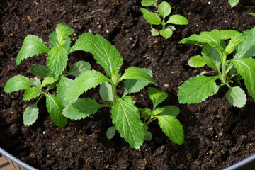 potted Young plants of common verbena in soil or dirt in the garden