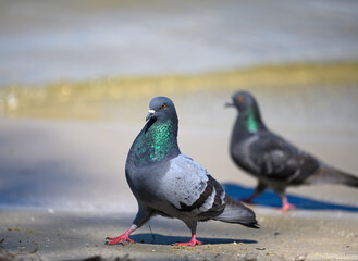 a pair of gray doves walking on the ground on a summer day