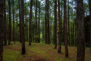 Fototapeta premium Beautiful larch forest with different trees,pine forest green on the mountain on nature trail at Doi Bo Luang Forest Park, Chiang Mai, Thailand in the morning.