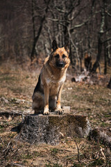Naklejka premium Portrait of red haired shepherd in nature. Dog sits on felled tree and poses. German Shepherd sits on tree stump in forest and looks away carefully. Walk with dog in fresh air.