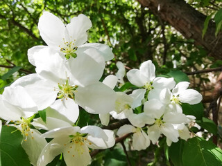 Pink and white apple flowers on the green background. Photo with copy space.