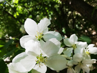 White apple flowers on the green background. Photo with copy space.
