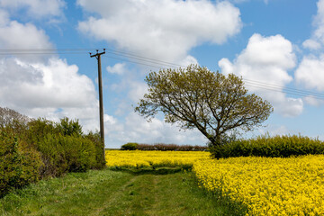 A Field of Canola/Rapeseed Crops in Sussex