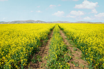 Fototapeta na wymiar idyllic rural landscape with road and field of yellow flowers