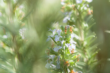 Rosemary flowers close-up. Delicate purple flowers in soft focus in bright sunlight. Spring natural background. Decorative garden, decoration, seasoning, alternative medicine in the garden. Copy space
