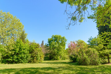 backyard and garden with manu trees and grass on lawn - 433600565