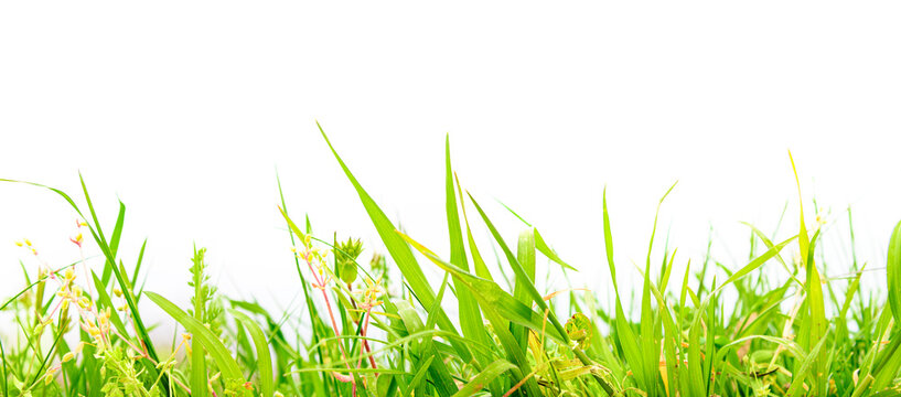 green fresh grass  isolated on white background
