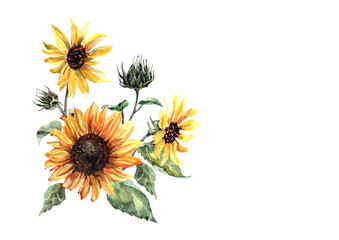 A bouquet of sunflowers with blossoming yellow heads on a stem with green leaves on a white background. Handmade watercolor composition for cards, invitations, prints, textiles, background, packaging.