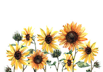 Naklejka premium Summer sunflowers on a stem with yellow petals, buds and green leaves. Watercolor composition on a white background for the design of cards, invitations, labels, banners, prints, backgrounds.