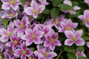 flowers collected in a bouquet for the bride in fuchsia