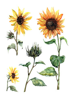    Bright sunflowers on a stem with yellow petals, buds and green leaves. Watercolor set on a white background for the design of cards, invitations, menus, labels, banners, backgrounds, textiles.