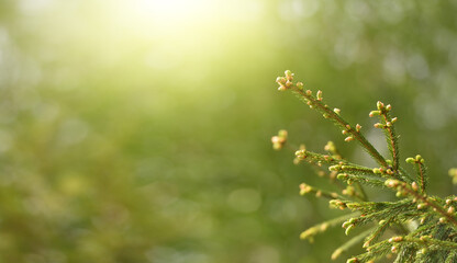 Spruce branch with young spring shoots on a green background with a copy space