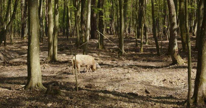  Wild boar in the summer forest
