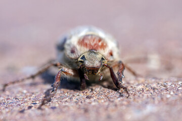 Macro. The head of a May beetle.