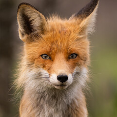 Naklejka na ściany i meble Portrait of a red fox Vulpes vulpes in the wild, with mite parasite