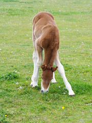 Suffolk Foal Grazing