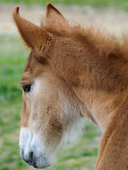 Rare Breed Suffolk Foal