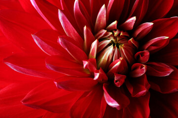 Red Flower (dahlia). Macro. horizontal frame