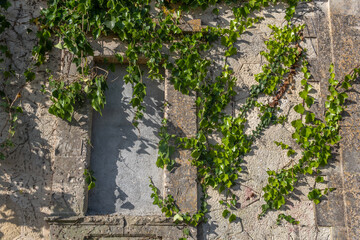 Close-up of an ivy plant, Hedera helix on a rustic stone facade at dawn