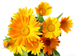  Marigold flowers (Calendula officinalis flowers). Medicinal plant. Isolated on a white background. 