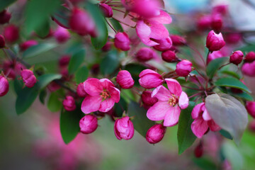 Bright wallpaper Spring flowers. Bright pink flowers on a branch.Blurred background.