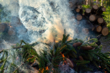 Smoke from smoldering pine branches, illuminated by sunlight. A little fire is visible below, cones on the branches are burning in the fire. 