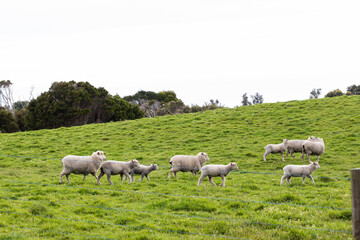 Obraz premium a flock of sheep and lambs on a free range sheep farm