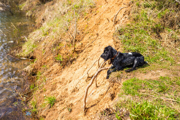 black dog of the Russian spaniel breed on the river bank