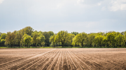 Ackerfeld im Frühling mit grünen Bäumen im Hintergrund - 433603772