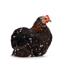 Black and white mottled Cochin chicken or hen with brown color variety in neck, sitting side ways. Looking ahead. Isolated on white background.