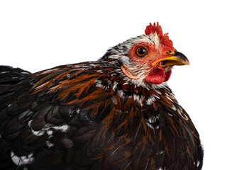 Head shot of Black and white mottled bantam Cochin chicken or hen with brown color variety in nec. Isolated on white background.