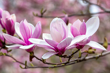 Gorgeous Magnolia Blooms