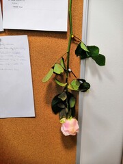 sheet of paper and a rose