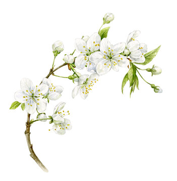 Delicate beautiful spring cherry sprig with flowers and leaves. Watercolour illustration.