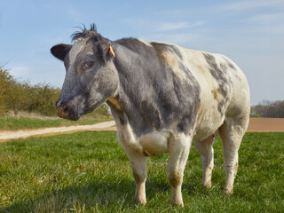 Naklejka na ściany i meble White grey milk cow on a meadow