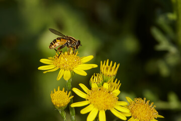 Close up of a bee on yellow flower