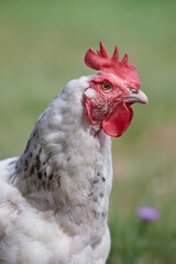 Close up of a white Sussex chicken
