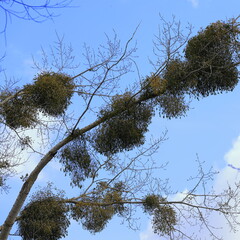 Mistletoe parasitizes trees in early spring