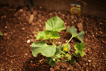 Piantina di Melone Retato