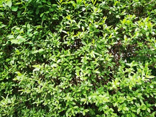 A dense tree fence for background. Green pattern in park.Environmental freshness wallpaper concept. Nature view of evergreen shrubs. 