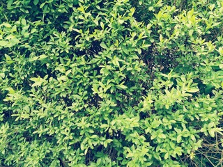 A dense tree fence for background. Green pattern in park.Environmental freshness wallpaper concept. Nature view of green plants. 