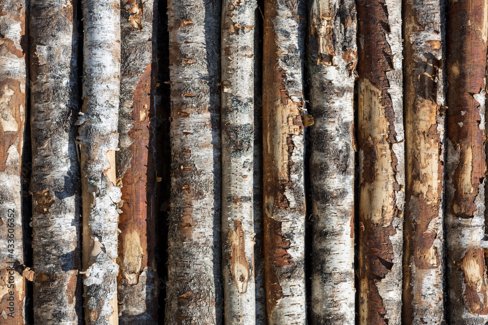 Poster birch logs in rows. the trees are stacked with stacks. timber