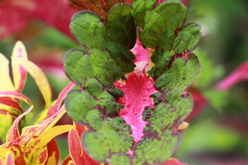 close up of red and green leaves