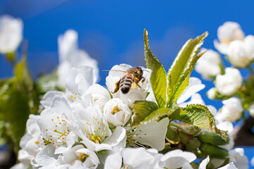 Macro close-up bee pollinates flowering apricot tree, collects pollen. Spring flowering of fruit...