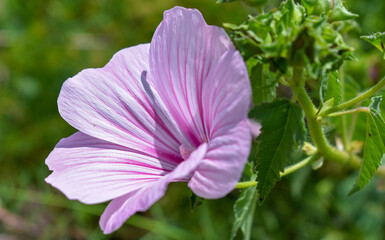  Plants Royal mallow (Lavatera trimestris) flower 