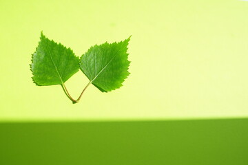 Two fresh green birch leaves on a linden table like in a field.