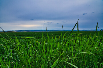Fototapeta premium Wiese Frühling