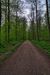 Fototapeta premium Baum Frühling